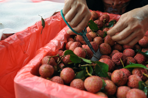 การส่งออกลิ้นจี่เวียดนามไปยังแคนาดา